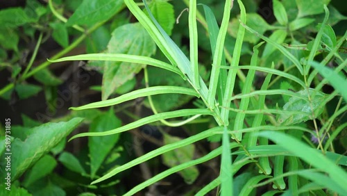 Pteris vittata (Also known as Chinese brake, Chinese ladder brake, simply ladder brake, Pakis rem cina). It is grown in gardens for its attractive appearance or used in pollution control schemes photo