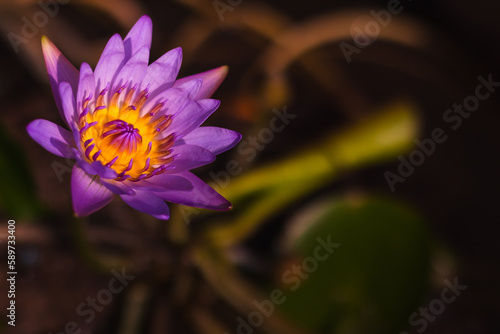 Close-up photo of the fresh purple lotus flower on dark background.