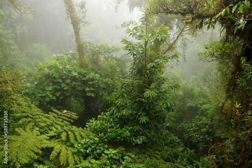 Mitten im Nebelwald Monteverde
