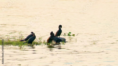 Wallpaper Mural Cormorants rest and clean on plants in a river as the sun sets, static Torontodigital.ca