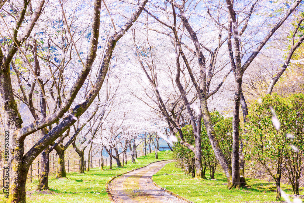 Rows of cherry trees and falling cherry blossoms, an image of the passing spring Rows of cherry trees and falling cherry blossoms, an image of the passing spring