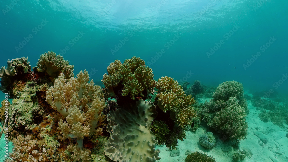 Fototapeta premium Sealife, Diving near a coral reef. Beautiful colorful tropical fish on the lively coral reefs underwater. Philippines.