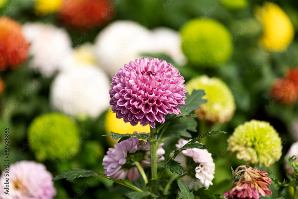 Ping-pong chrysanthemum grown in botanical gardens Ping-pong chrysanthemum grown in botanical gardens