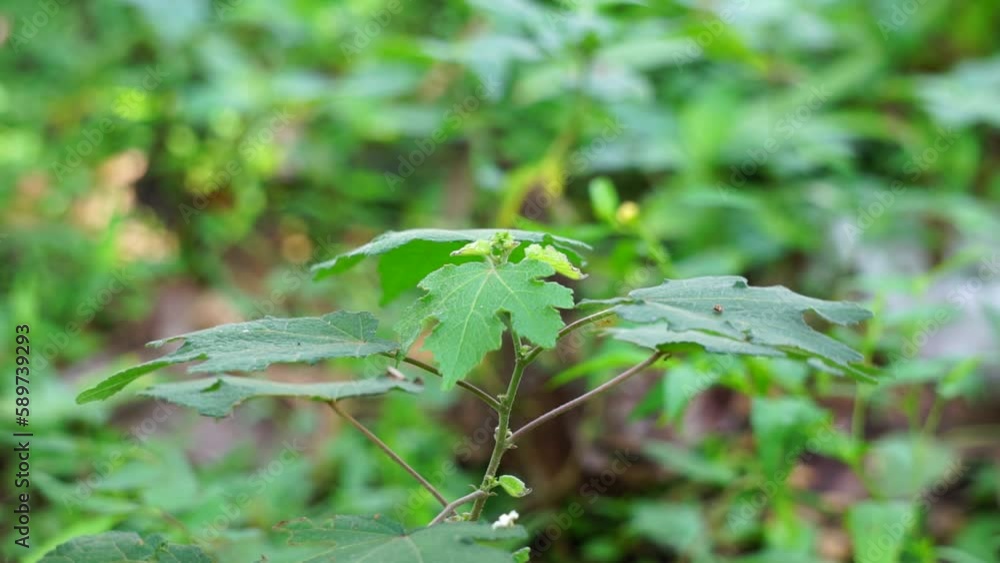 Urena lobata (Also called Pulutan, Caesarweed, Congo jute, Urena ...