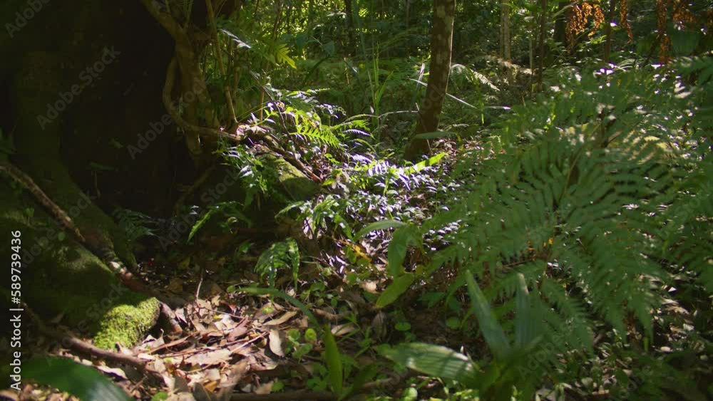 Leaf litter on forest floor decomposition of organic matter carbon cycle Leaf litter on forest floor decomposition of organic matter carbon cycle