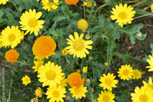 Yellow and Orange Wildflowers