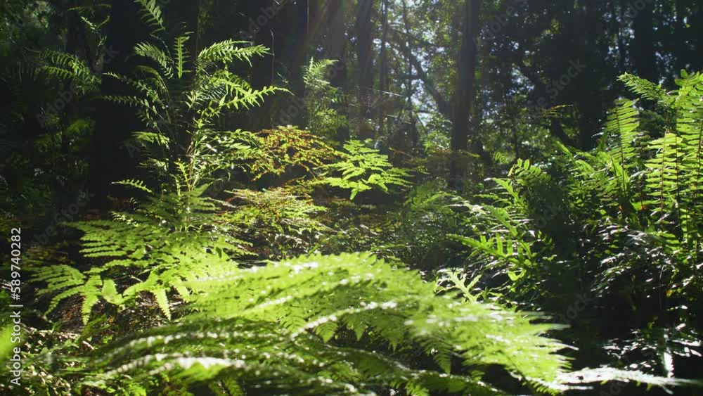 Forest ferns in lush green temperate rainforest environment Australia Forest ferns in lush green temperate rainforest environment Australia