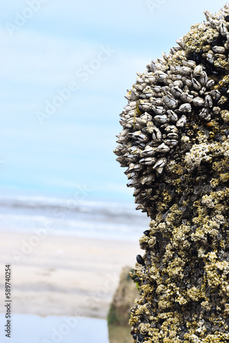 Neskowin Ghost Forest Tree with Barnacles 