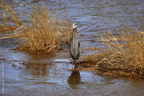 great heron in the marsh