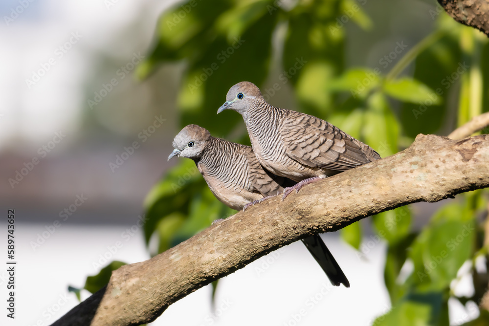 close-up of zebra doves perching on branch close-up of zebra doves perching on branch