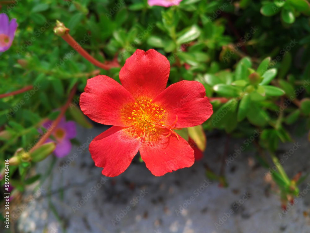 Closeup Shot of Wingpod Purslane (Portulaca Umbraticola) Flower with Red Petals and Yellow Pistils Closeup Shot of Wingpod Purslane (Portulaca Umbraticola) Flower with Red Petals and Yellow Pistils
