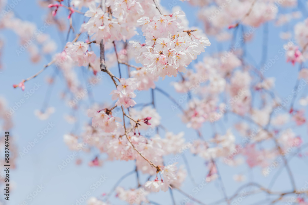 Closeup of cheery blossoms on tree branch with soft blurred background. Closeup of cheery blossoms on tree branch with soft blurred background.