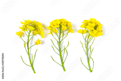 Blossoms, rapeseed flowers isolated on white background,  © zhikun sun