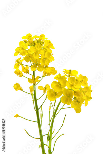 Canvas Print Blossoms, rapeseed flowers isolated on white background,