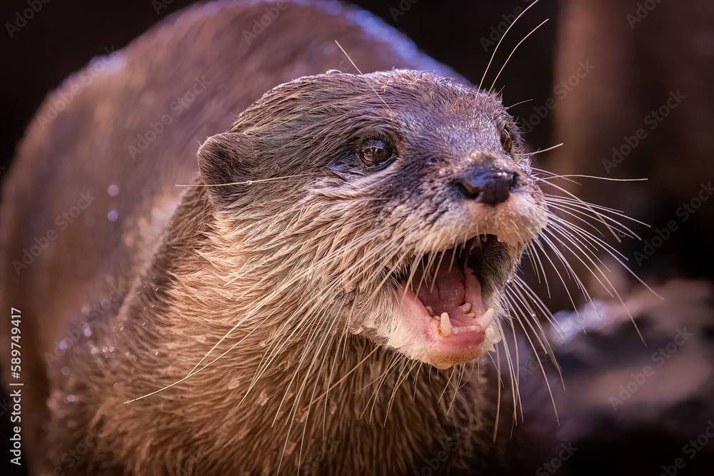 Adorable Otter posing for a portrait Adorable Otter posing for a portrait