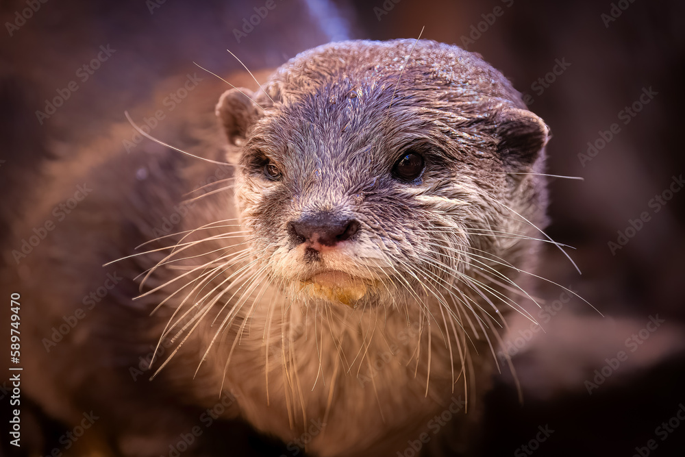 Adorable Otter posing for a portrait Adorable Otter posing for a portrait