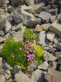 stone wall with flowers