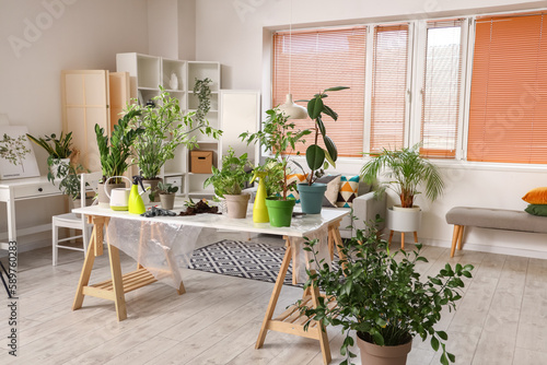 Interior of living room with green houseplants on table