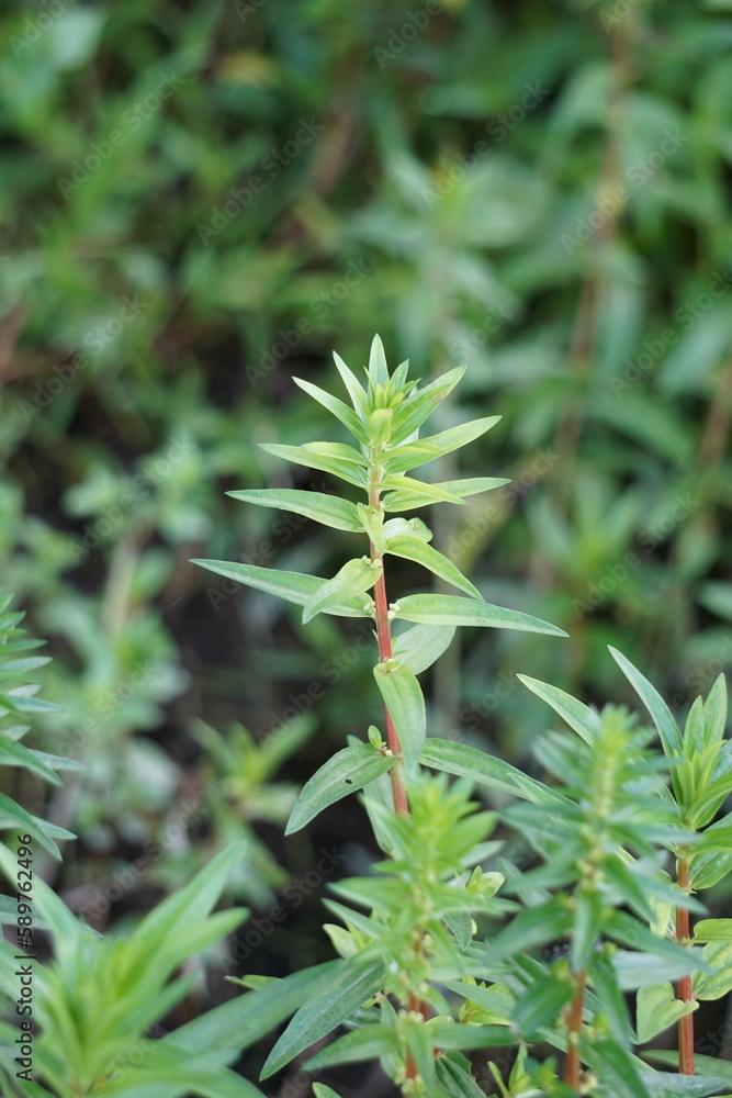 Rotala ramosior (also known lowland rotala) grass. This plant is sometimes grown in aquariums. Rotala ramosior (also known lowland rotala) grass. This plant is sometimes grown in aquariums.