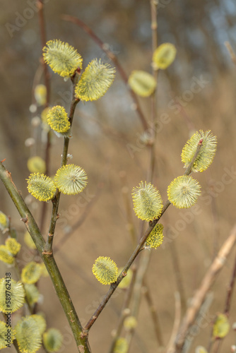 Male catkins of a willow tree (Genus Salix) with yellow pollen.