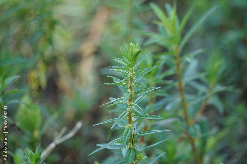 Rotala ramosior (also known lowland rotala) grass. This plant is sometimes grown in aquariums. Rotala ramosior (also known lowland rotala) grass. This plant is sometimes grown in aquariums.