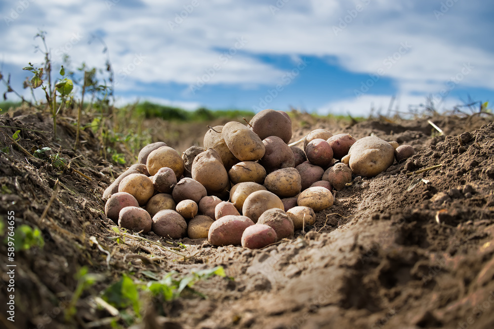 Harvesting potato from soil in home garden