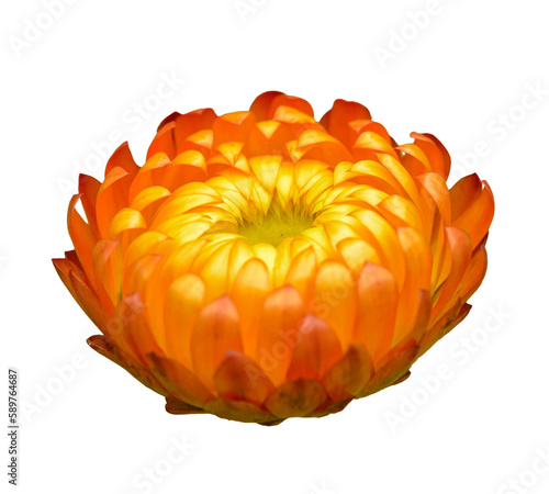 Photography orange everlasting daisy (Bracteantha bracteata) flower