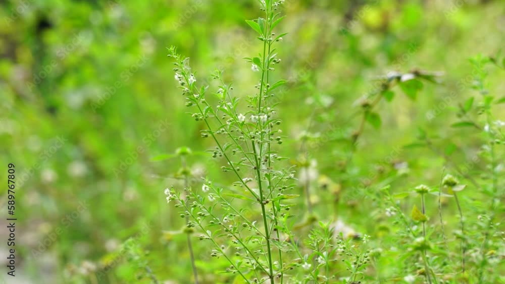 Wideo Stock Scoparia dulcis (licorice weed, goatweed, scopariaweed