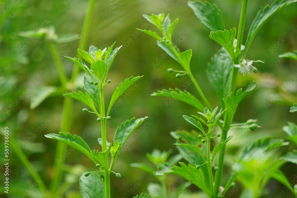 Scoparia dulcis (licorice weed, goatweed, scopariaweed, sweetbroom