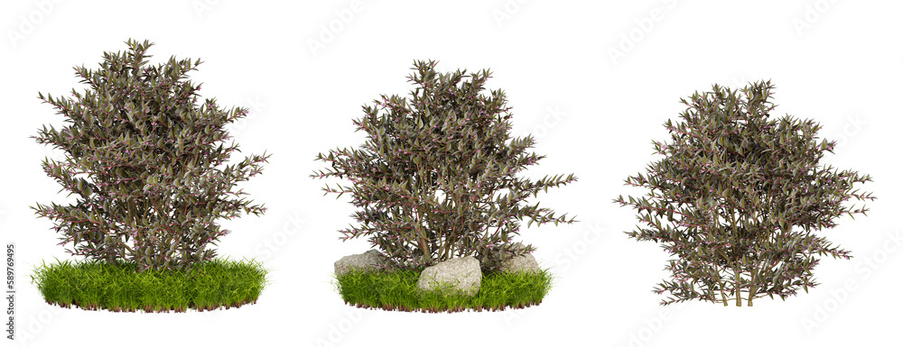 Fototapeta premium Green shrubs tree isolated on transparent background, landscaping design, nature garden, 3d render illustration.