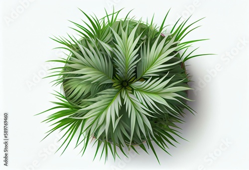 Top view of Plant (Vetiver Chrysopogon zizanioides) Tree white background 3D Rendering Ilustracion 3D. Generative AI photo