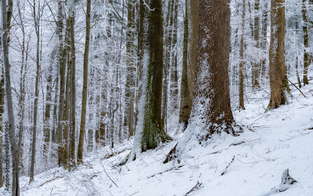 winter forest in the snow winter forest in the snow