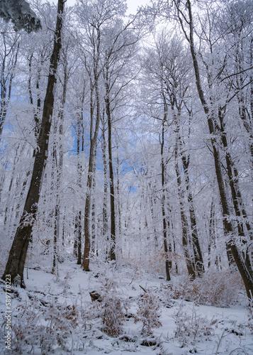 snow covered trees