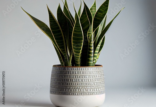 Sansevieria laurentii (Dracaena trifasciata, mother-in-law, snake plant) in ceramic pot against white background. Summer indoor plants and urban forest concept. Generative AI photo