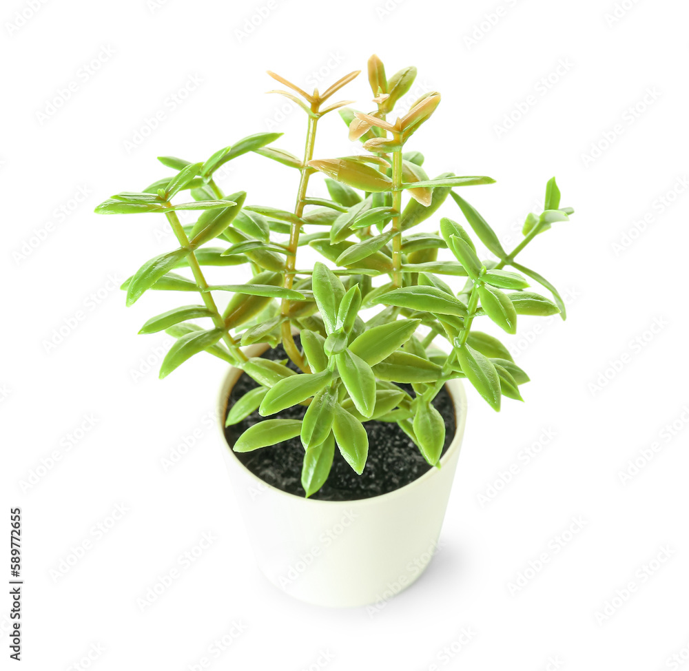 Artificial plant on white background Artificial plant on white background