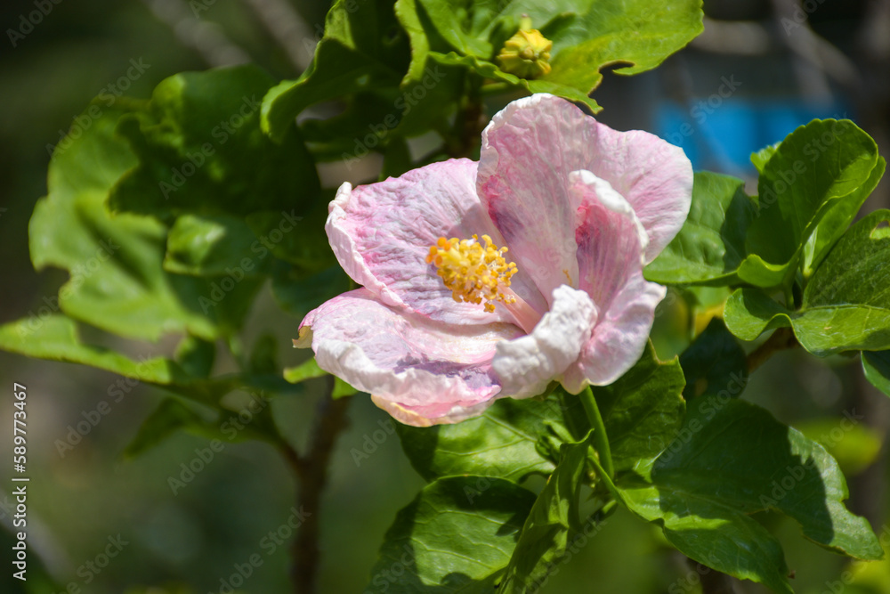 sun light and Pink hibiscus flowers bloom in the Bangkok garden sun light and Pink hibiscus flowers bloom in the Bangkok garden