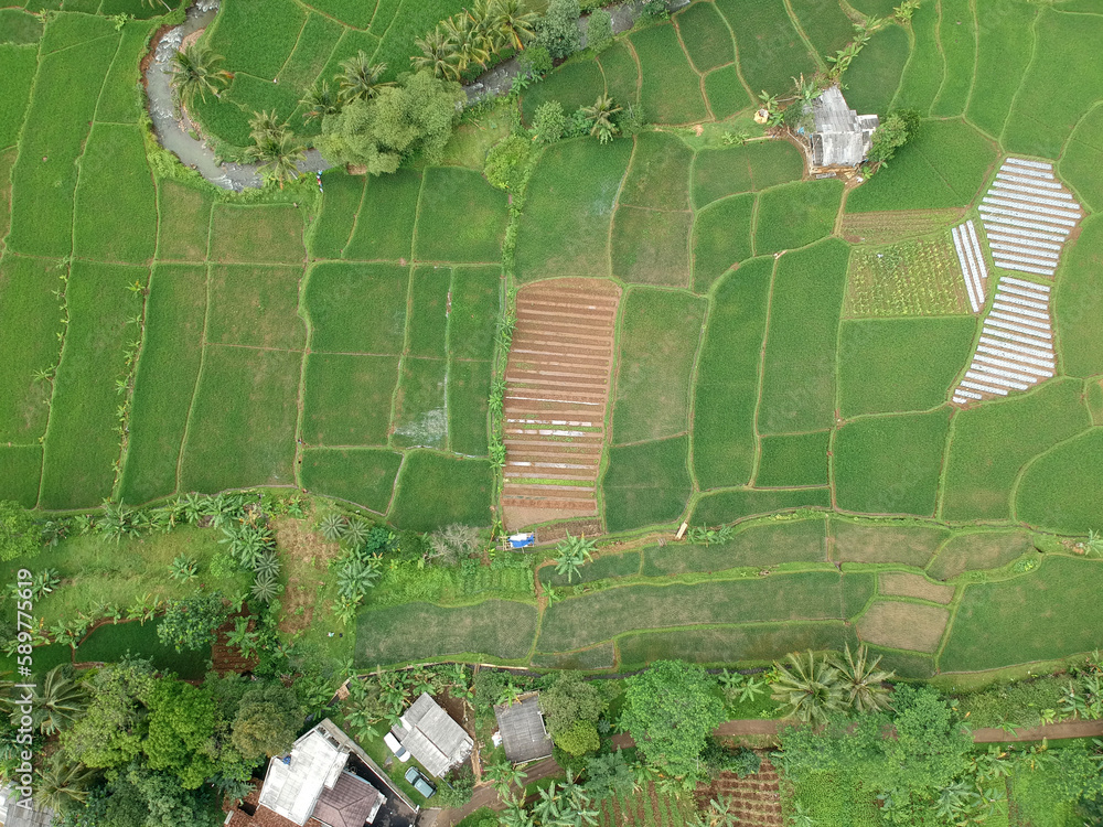 Fototapeta premium Rice field view from above
