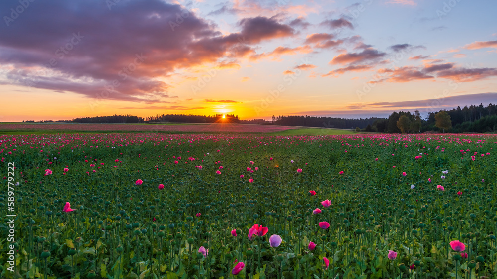 Poppy fields near armschlag, lower austria, in spring  at sunrise