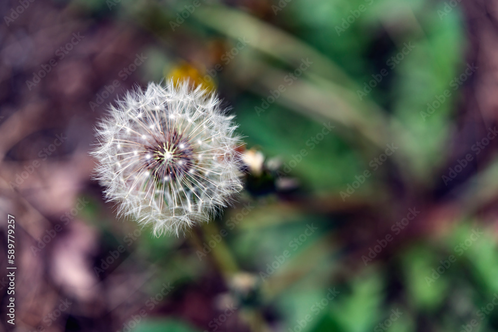 blowball of Taraxacum platycarpum, bloom in April to May in spring, the flower is mainly in Korea, China and Japan,