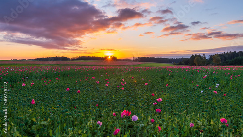 Poppy fields near armschlag  lower austria  in spring  at sunrise