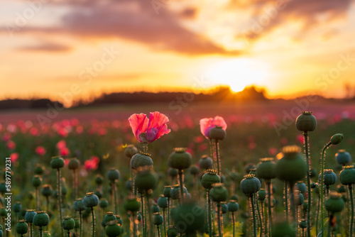 Poppy close up - Poppy fields at sunrise, armschlag, lower austria