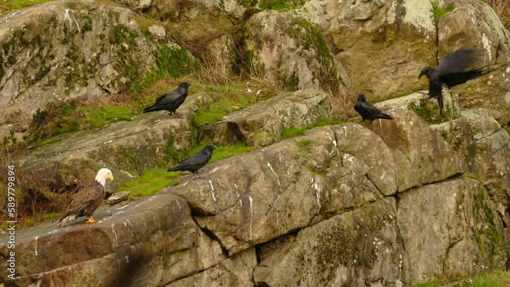 a murder of crows perch on a clifftop amongst a few solitary bald eagles a murder of crows perch on a clifftop amongst a few solitary bald eagles