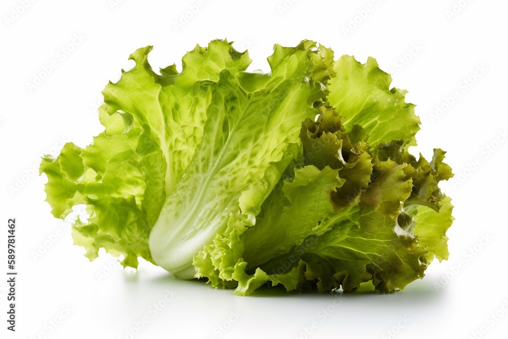fresh lettuce on a white background fresh lettuce on a white background