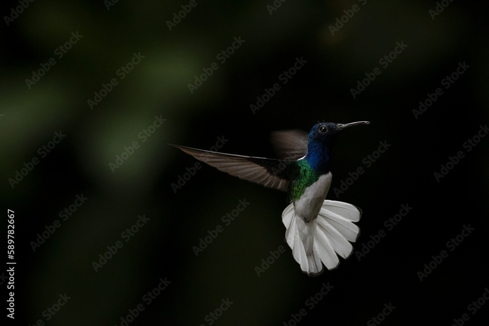 Fototapeta premium White-necked Jacobin, Florisuga mellivora, Jacobino Nuquiblanco, colibrí, hummingbrid 