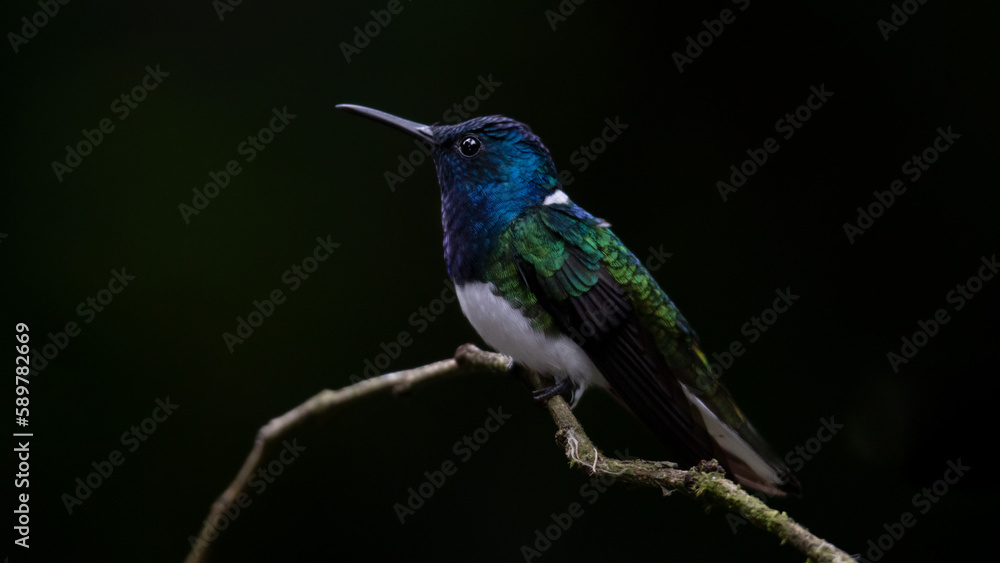 White-necked Jacobin, Florisuga mellivora, Jacobino Nuquiblanco, colibrí, hummingbrid White-necked Jacobin, Florisuga mellivora, Jacobino Nuquiblanco, colibrí, hummingbrid