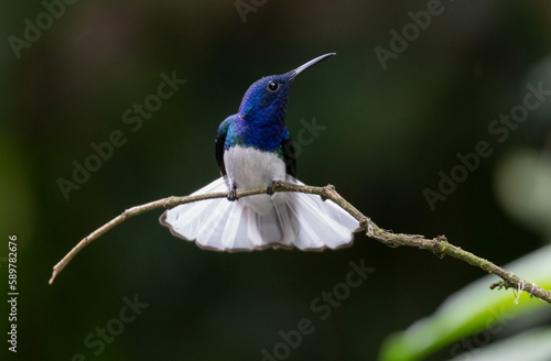 White-necked Jacobin, Florisuga mellivora, Jacobino Nuquiblanco, colibrí, hummingbrid 