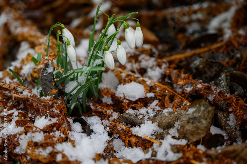 Beautiful first flowers snowdrops in spring forest. Tender spring flowers snowdrops harbingers of warming symbolize the arrival of spring. Scenic view of the spring forest with blooming flowers photo