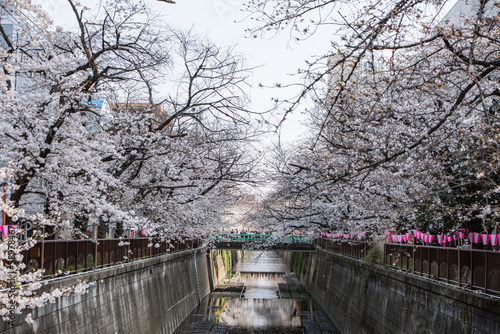 東京都内の春の景色 © 黒水 雪那