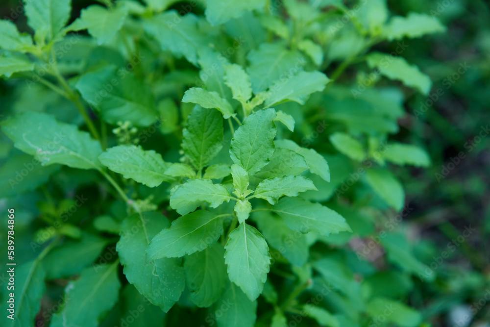 Sweet basil leaves in the vegetable garden
Sweet basil leaves in the vegetable garden