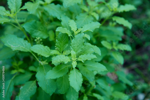 Sweet basil leaves in the vegetable garden